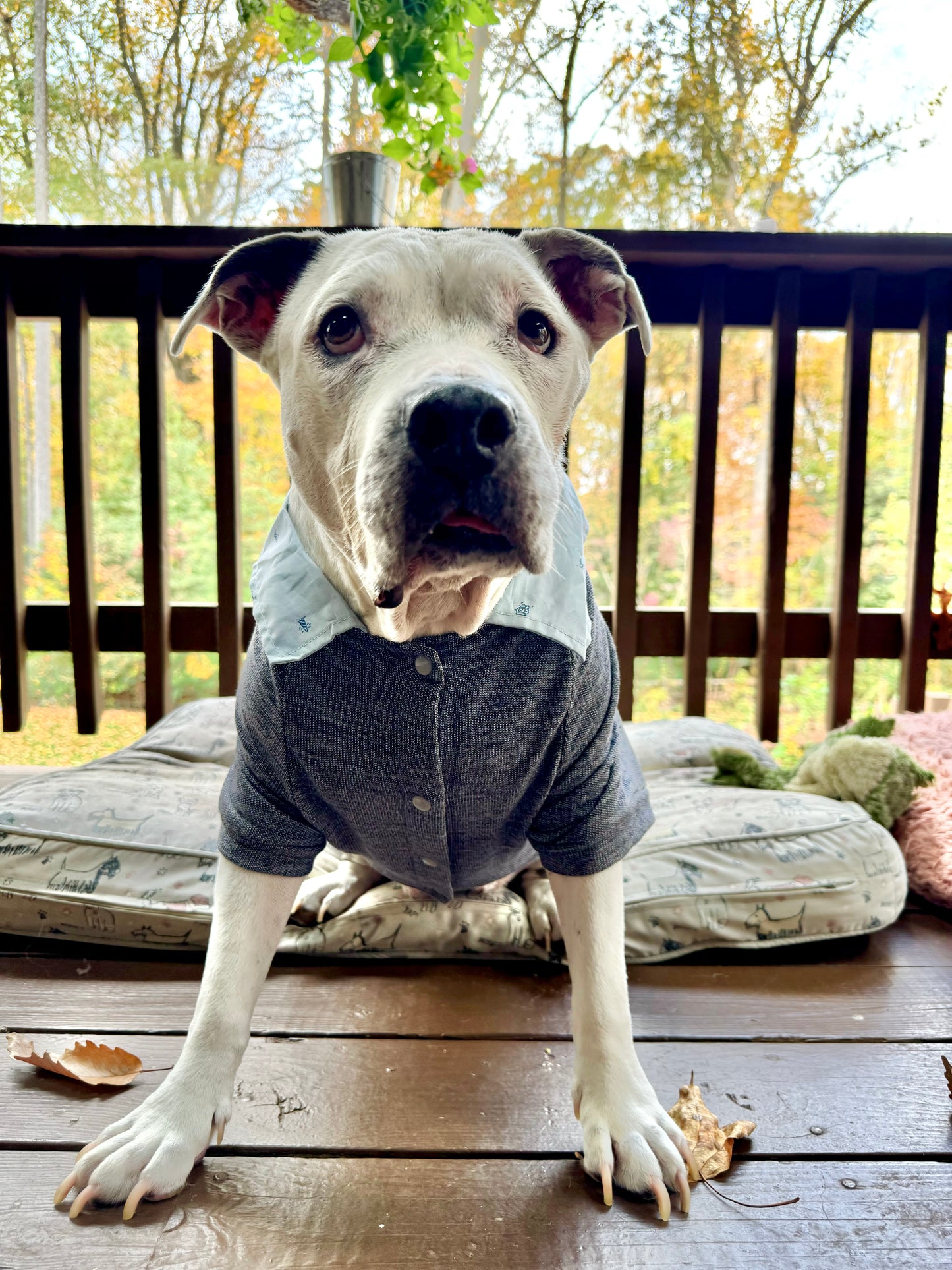 Proper Collared Layered Dog Sweater