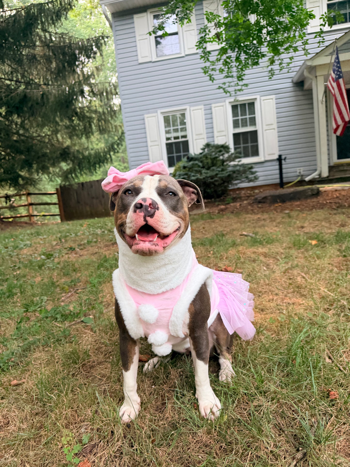 Blush Santa Belle Dog Dress