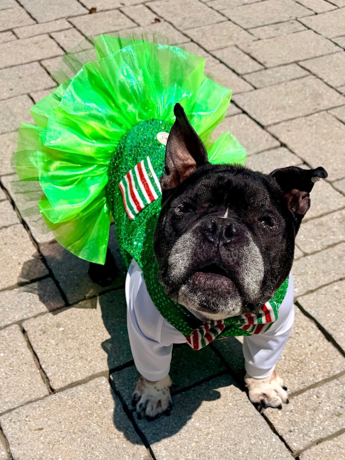 Christmas Candy Shop Sparkle Dog Tutu Dress