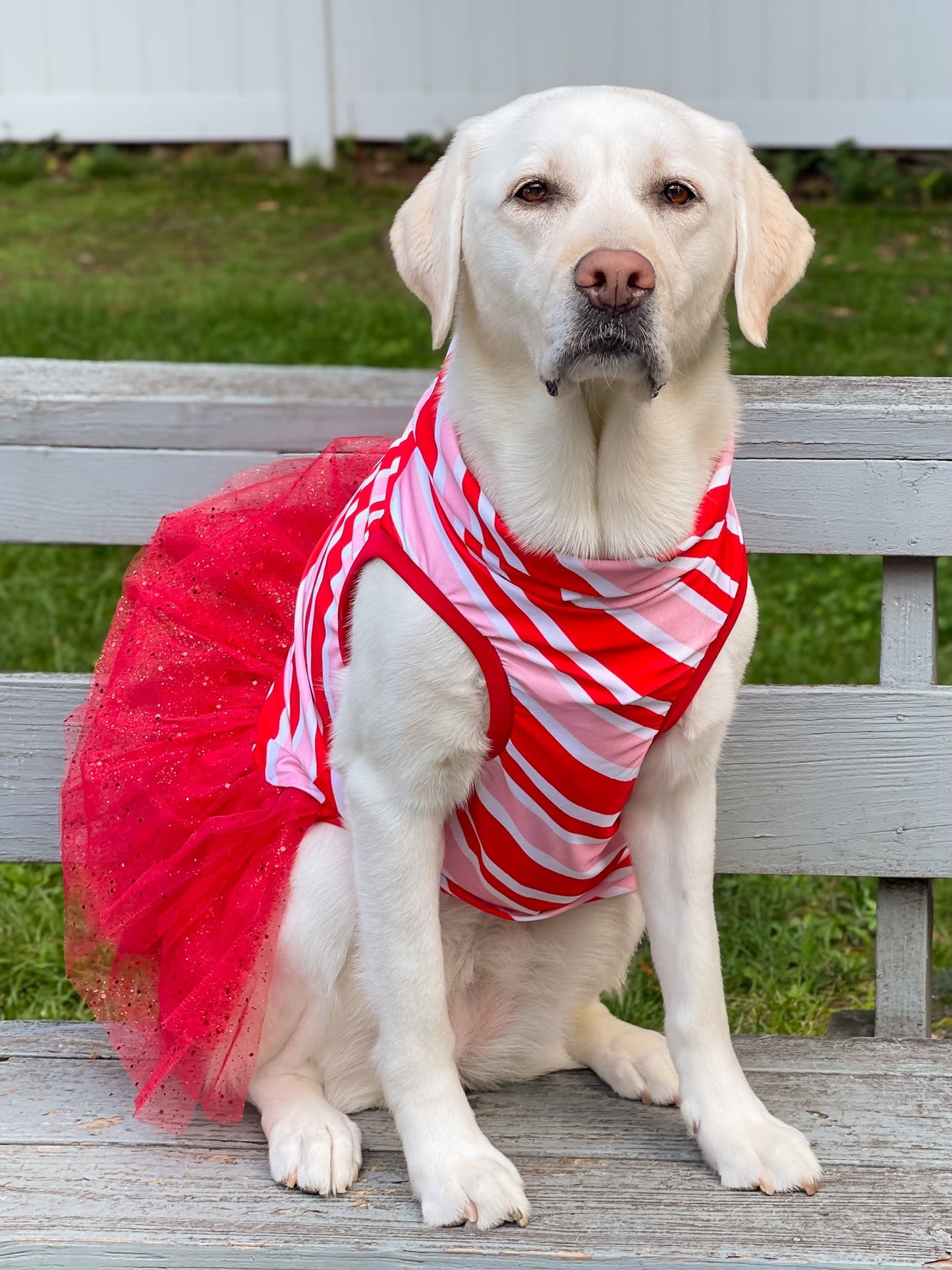 2026 Christmas in July Dog Tutu Dress (Available in all patterns)