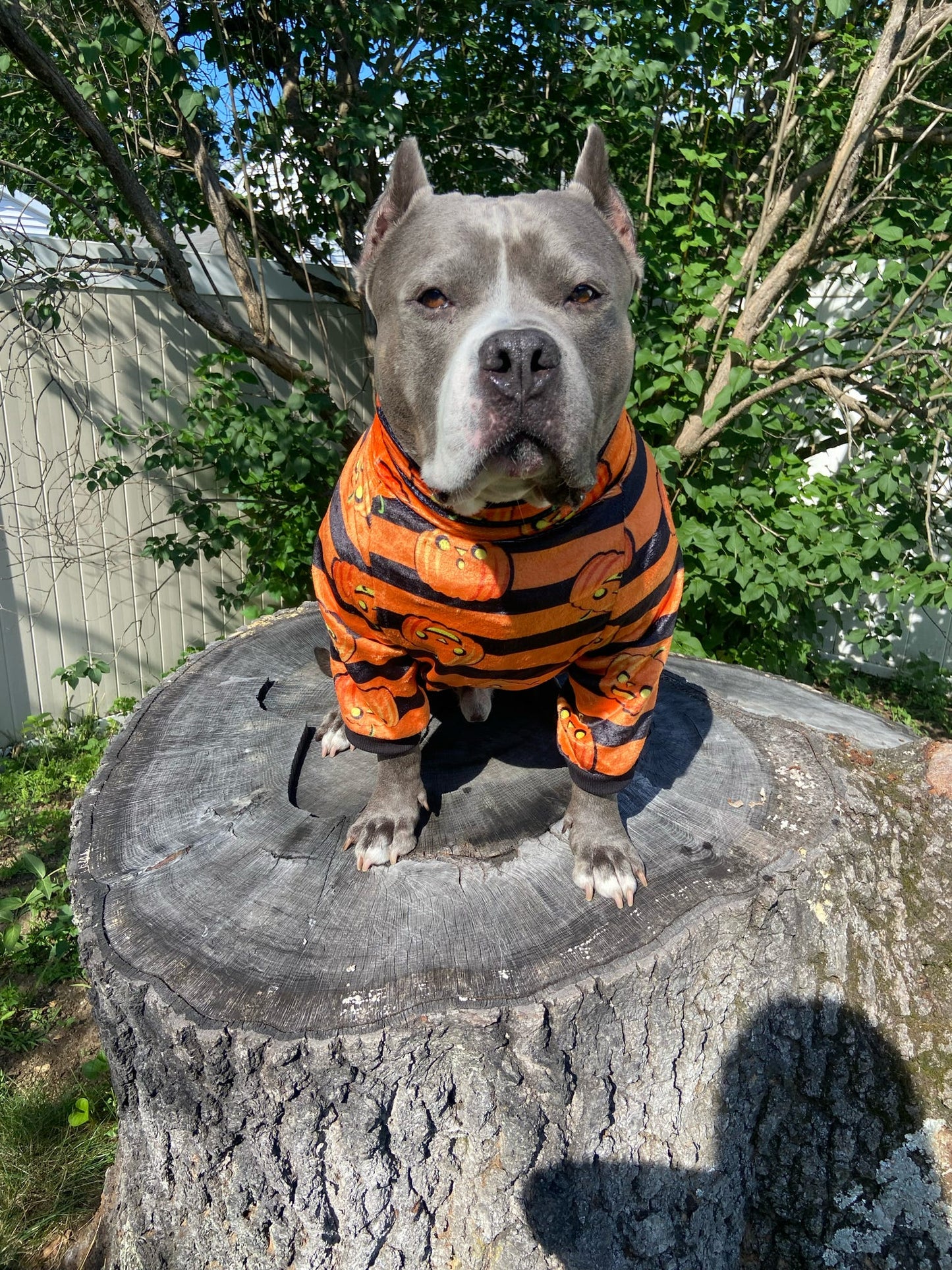 Classic Jack-O'-Lantern Stripes - Dog Pajama with Black Neck & Trim/Sleeves