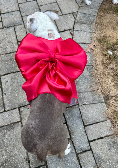 Wrapped in Love Dog Harness