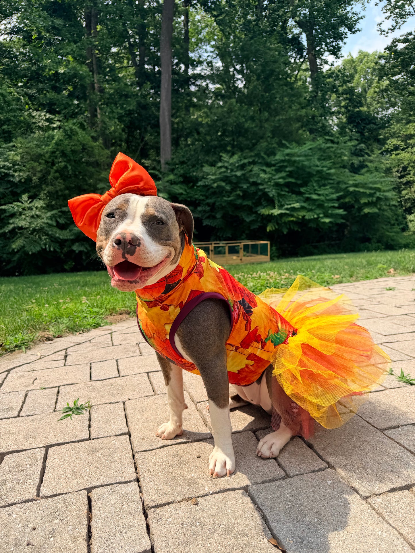 2026 Fall & Halloween Dog Tutu Dress (Available in all patterns)