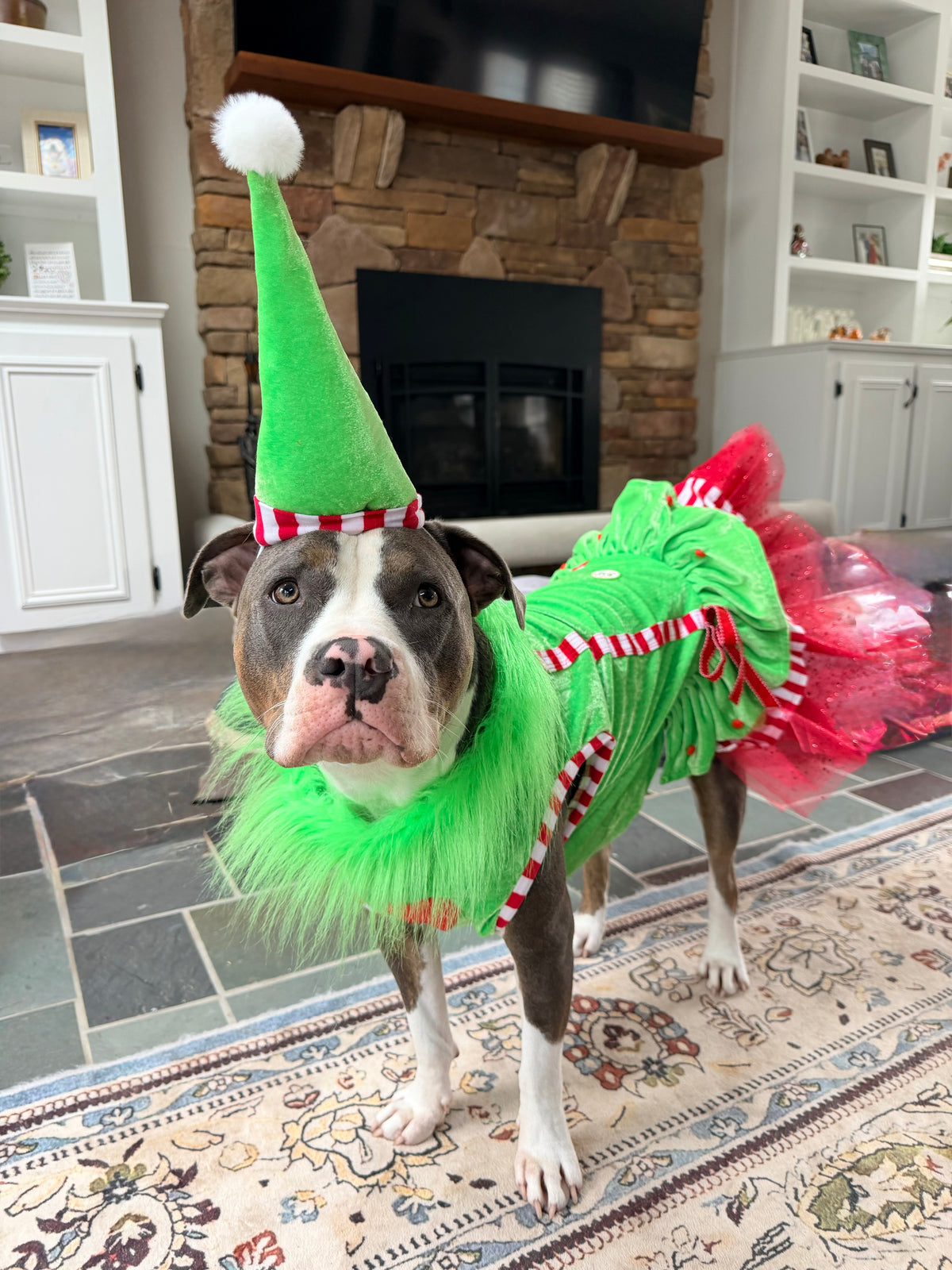 Merry Little Mischief Couture Christmas Dog Dress & Hat