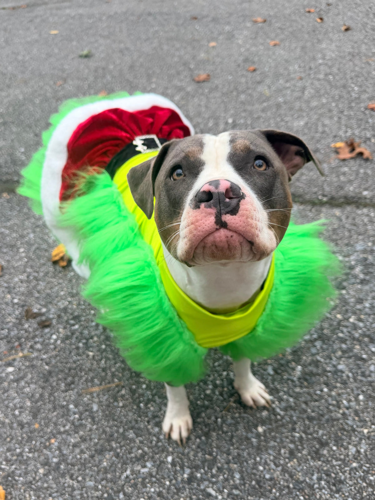 Whoville Holiday Belle Couture Christmas Dog Dress