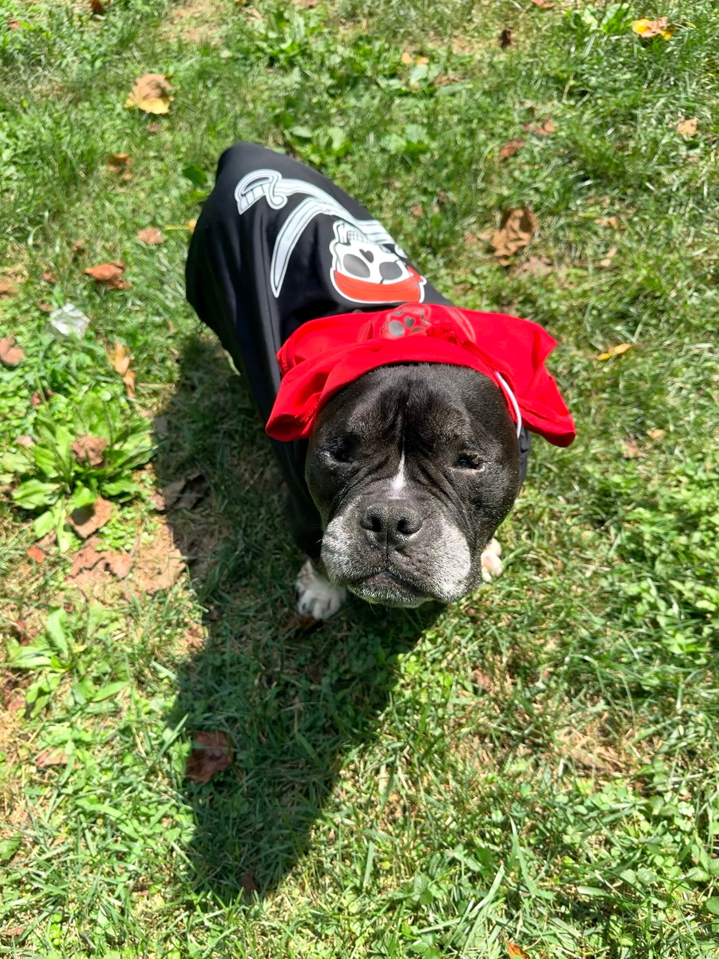 🏴‍☠️ Captain Pawrate – Pirate Dog Costume