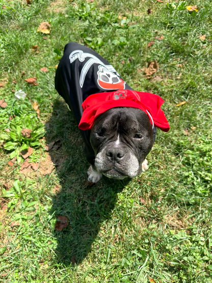 🏴‍☠️ Captain Pawrate – Pirate Dog Costume