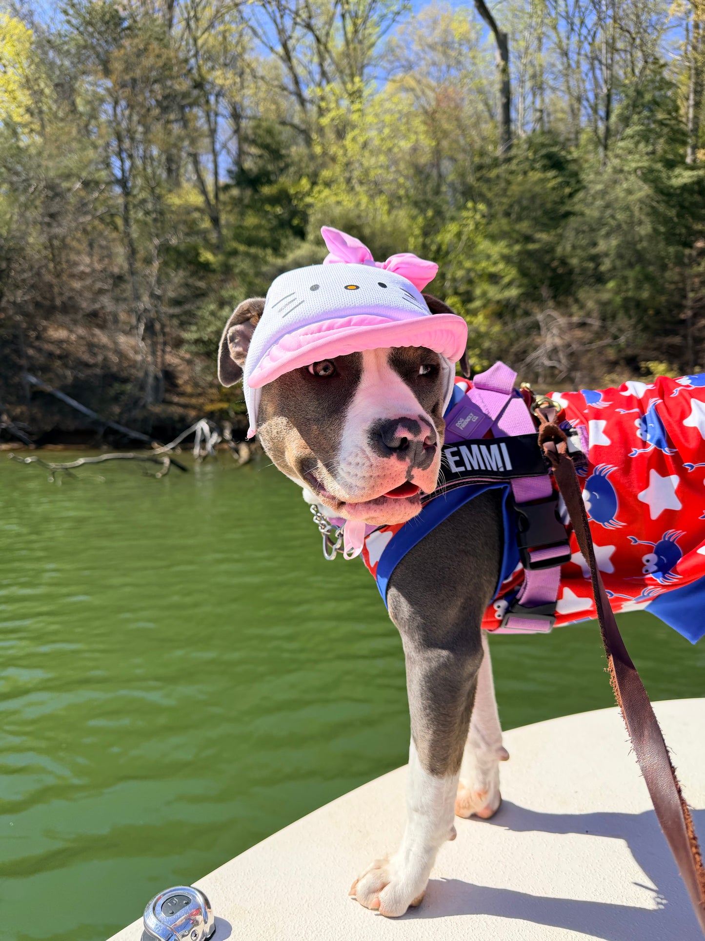 Hellou Kitty Dog Hat