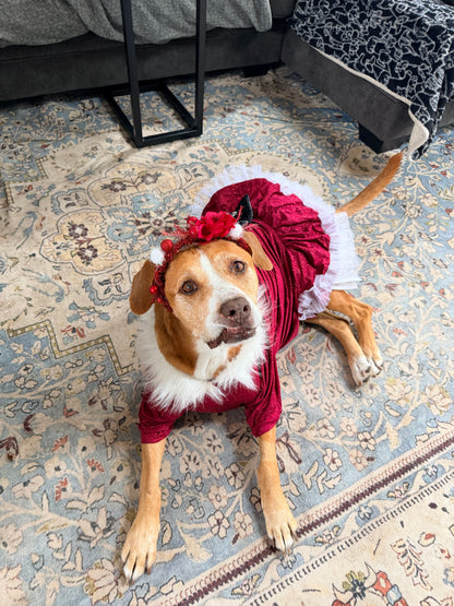 Santa’s Scarlet Belle Couture Christmas Dog Dress