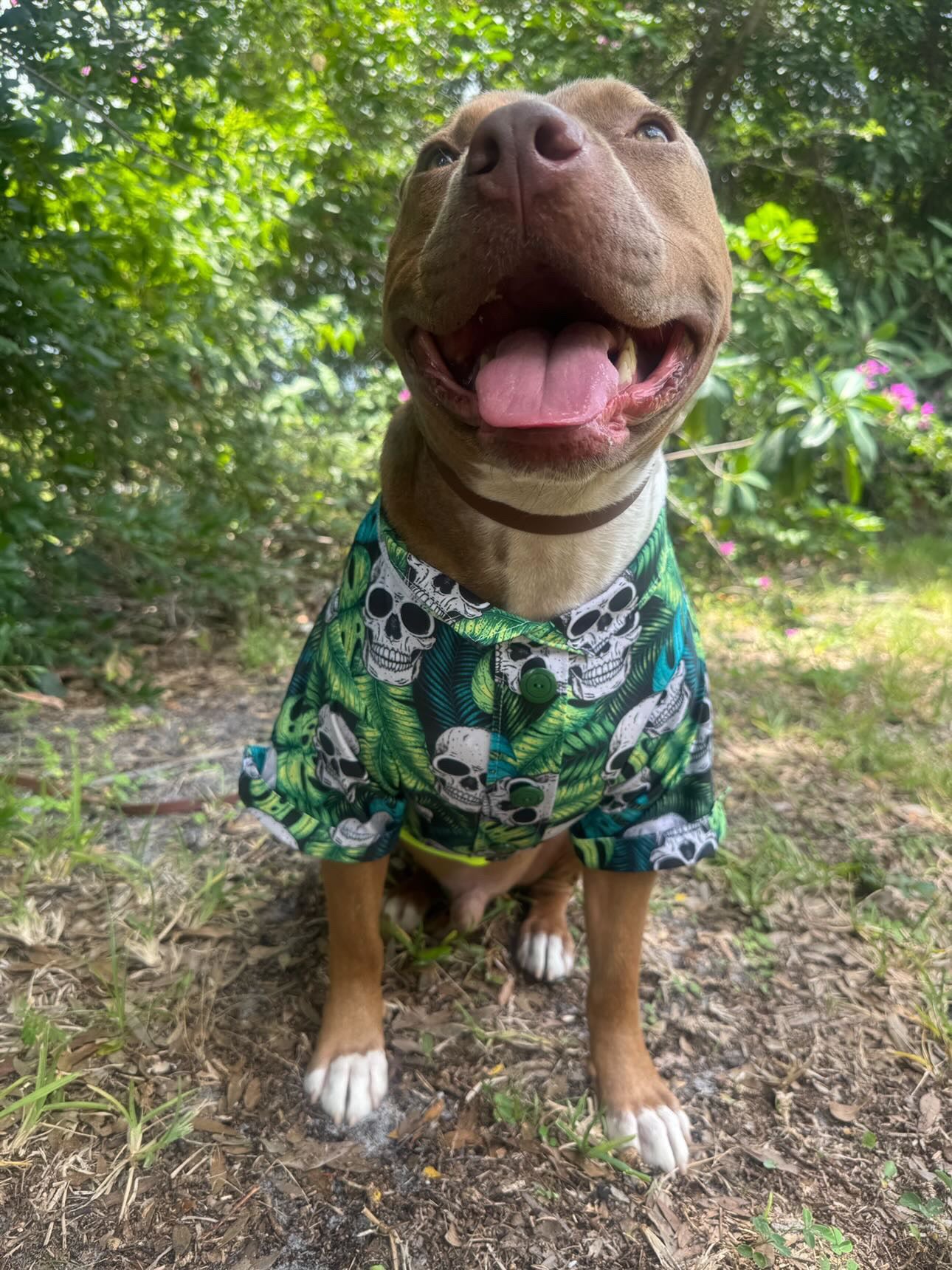 2026 Fall & Halloween Hawaiian Faux Button Up Dog Shirt With Sleeves (Choose Your Pattern)