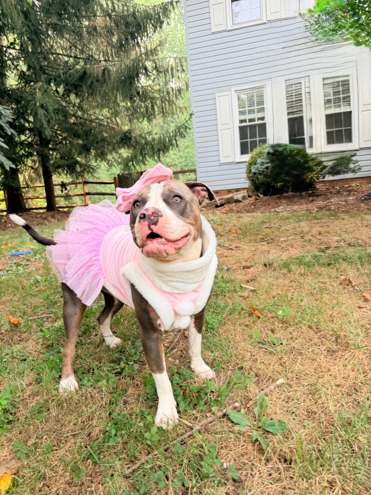 Blush Santa Belle Dog Dress