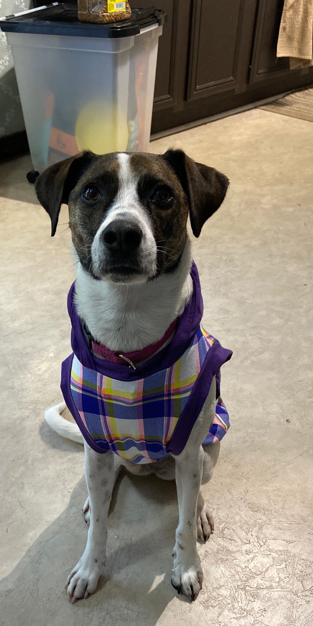 Purple Chic Plaid with Purple Neck & Trim/Sleeves (Classic Fabric)