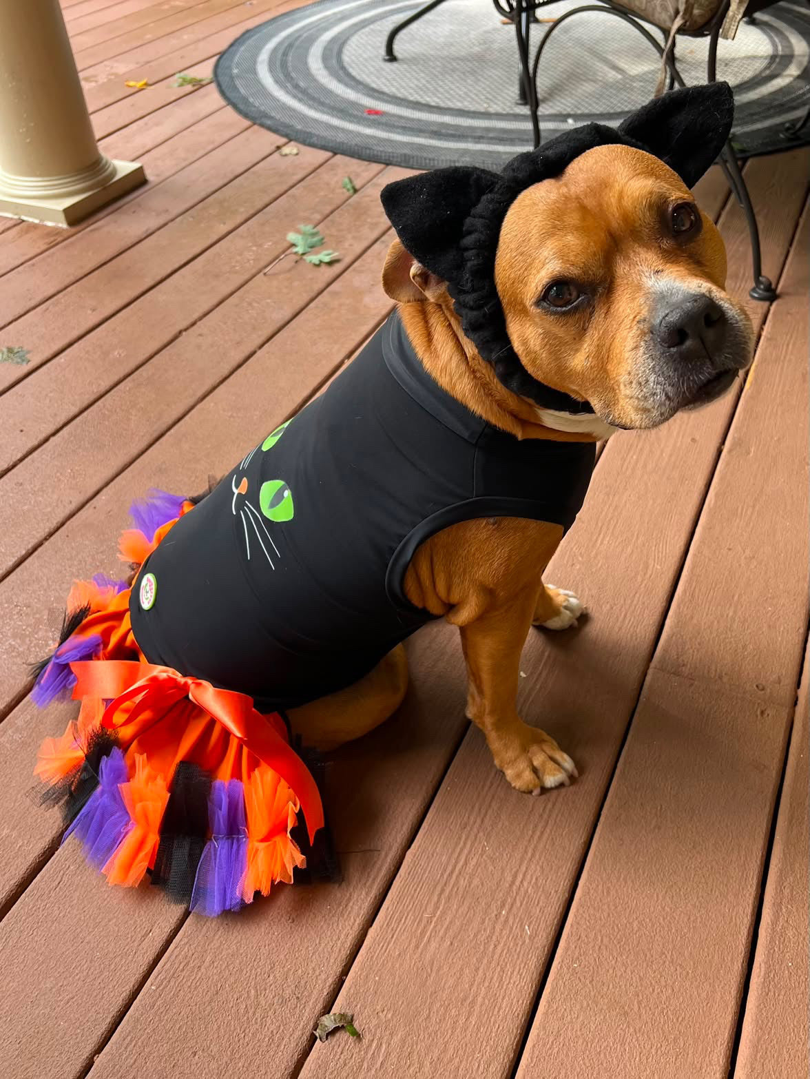 Midnight Kitty Dog Tutu Dress