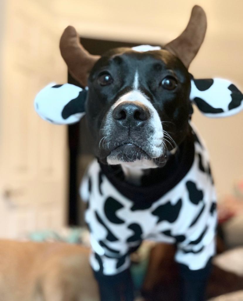 Luxury Fleece Cow Dog Outfit with Headband