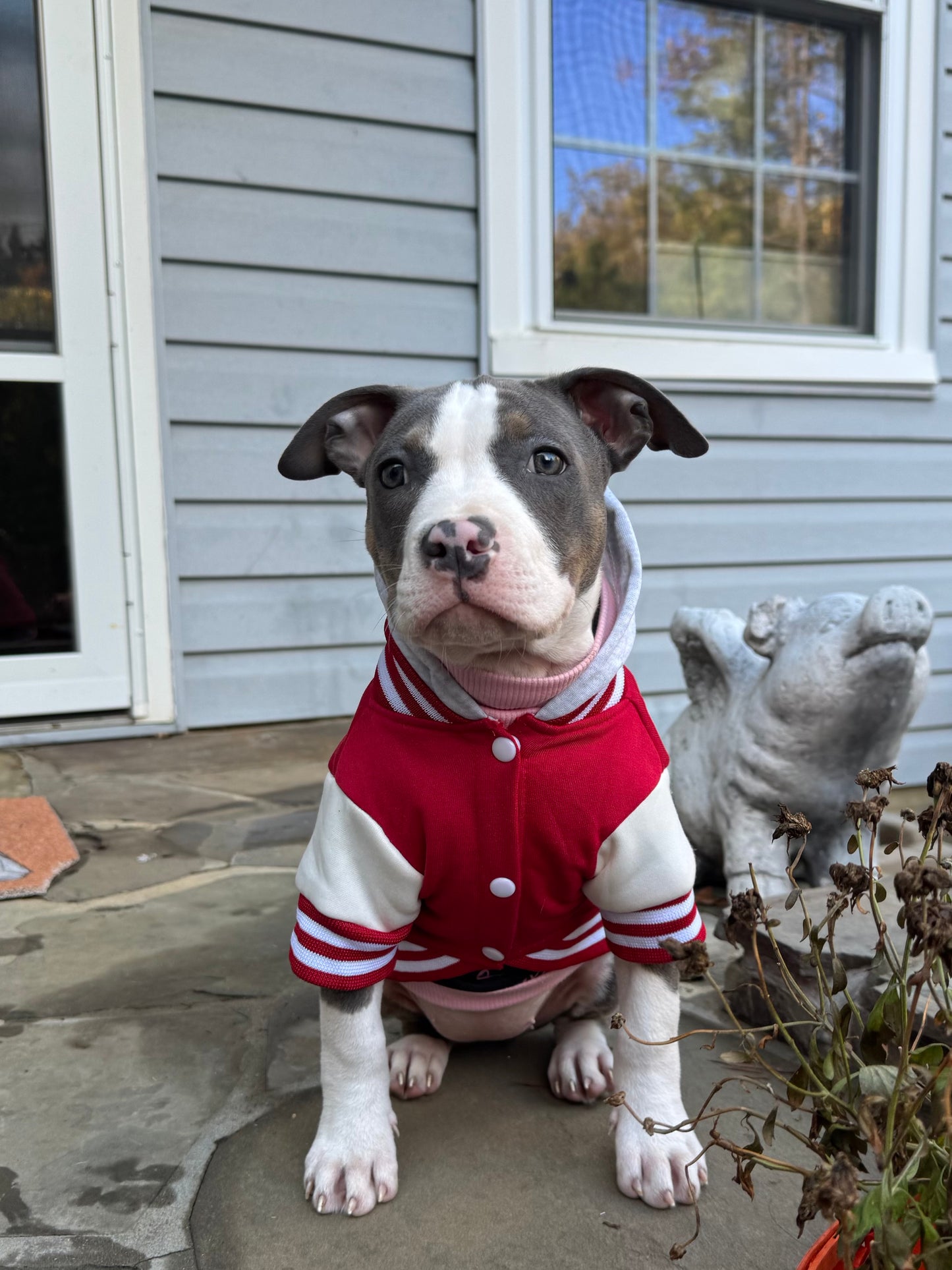Paw Squad Varsity Hoodie – Dog Letterman Jacket with Hood (Available in Red, Pink & Blue)