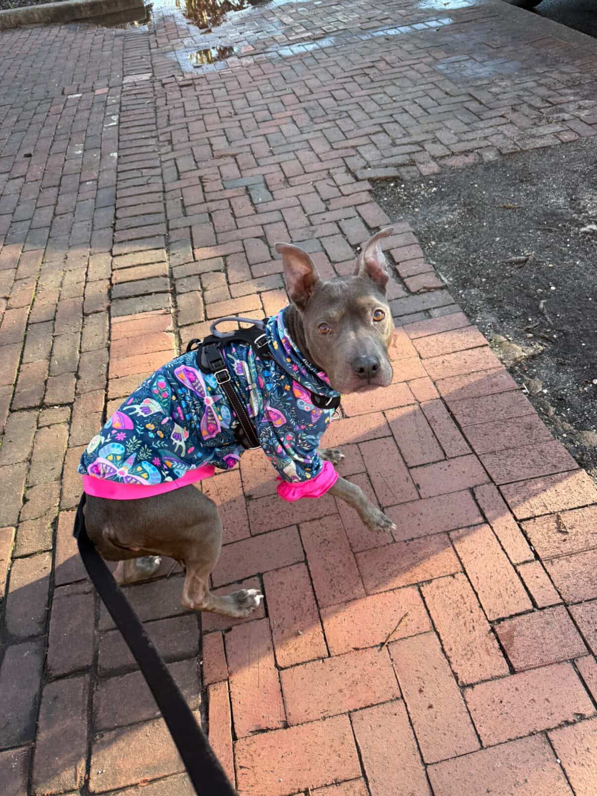 2026 Spring Dog Shirt With Ruffles (AVAILABLE IN ANY PRE-ORDER PATTERN)
