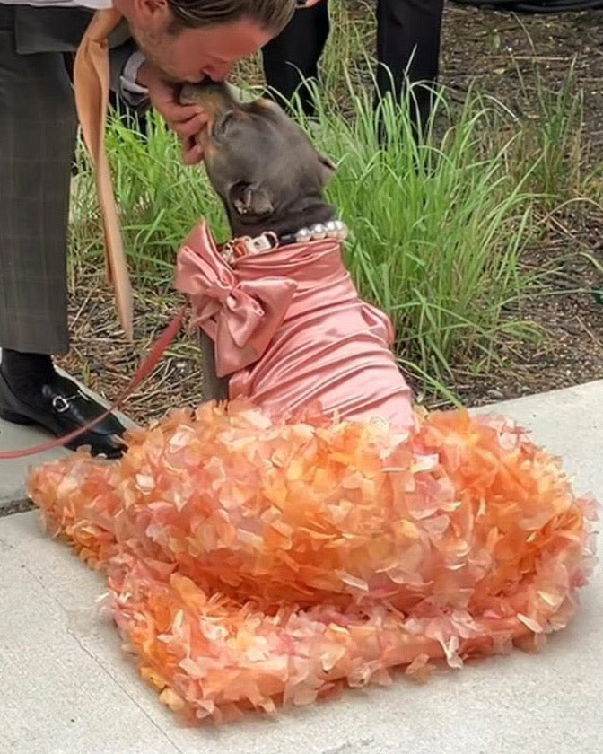 Gala Dog Gowns WITH Attachable Train