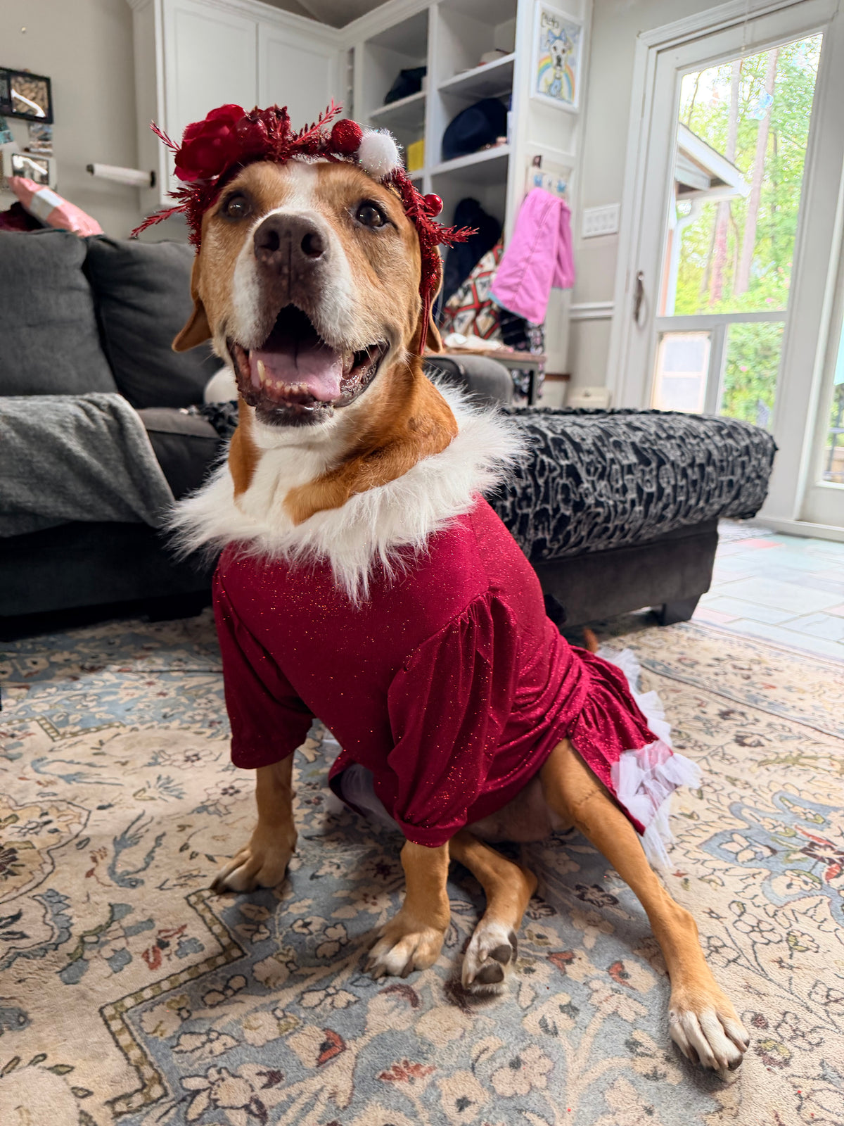 Santa’s Scarlet Belle Couture Christmas Dog Dress