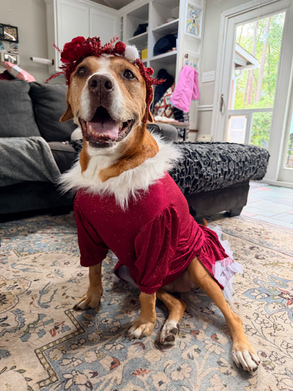 Santa’s Scarlet Belle Couture Christmas Dog Dress