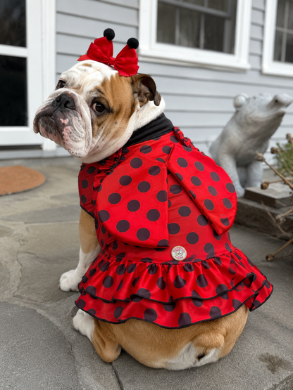 Little Ladybug Dress & Wings