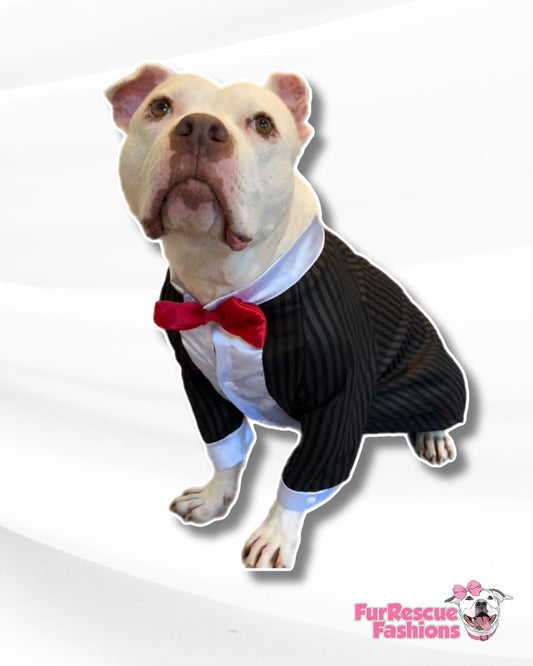 Dapper Fur-Ever Tuxedo