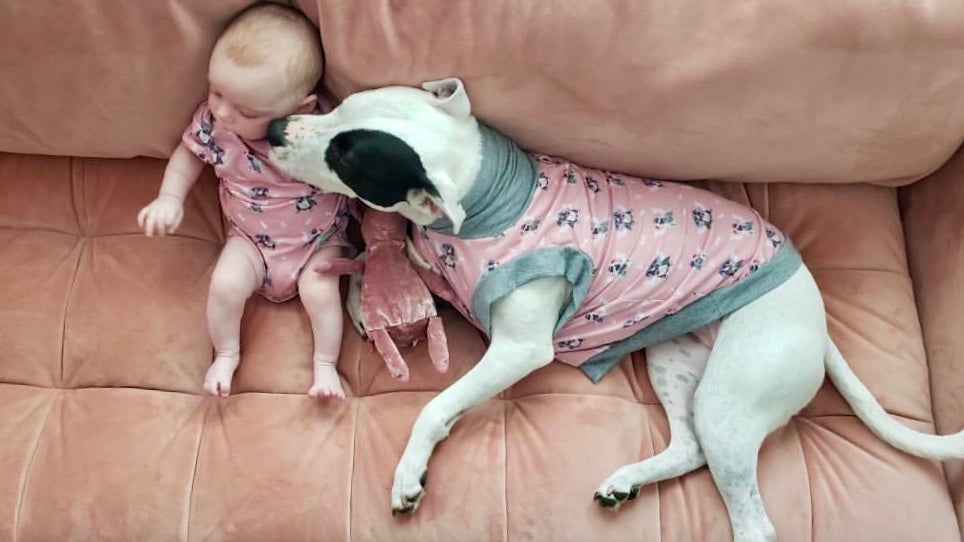 Magical Pittie Angels (Pink, Blue or Yellow)