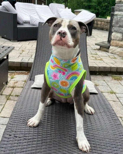 Summer Fruits & Rainbows - Dog Pajama with Pink OR Yellow Neck & Trim/Sleeves