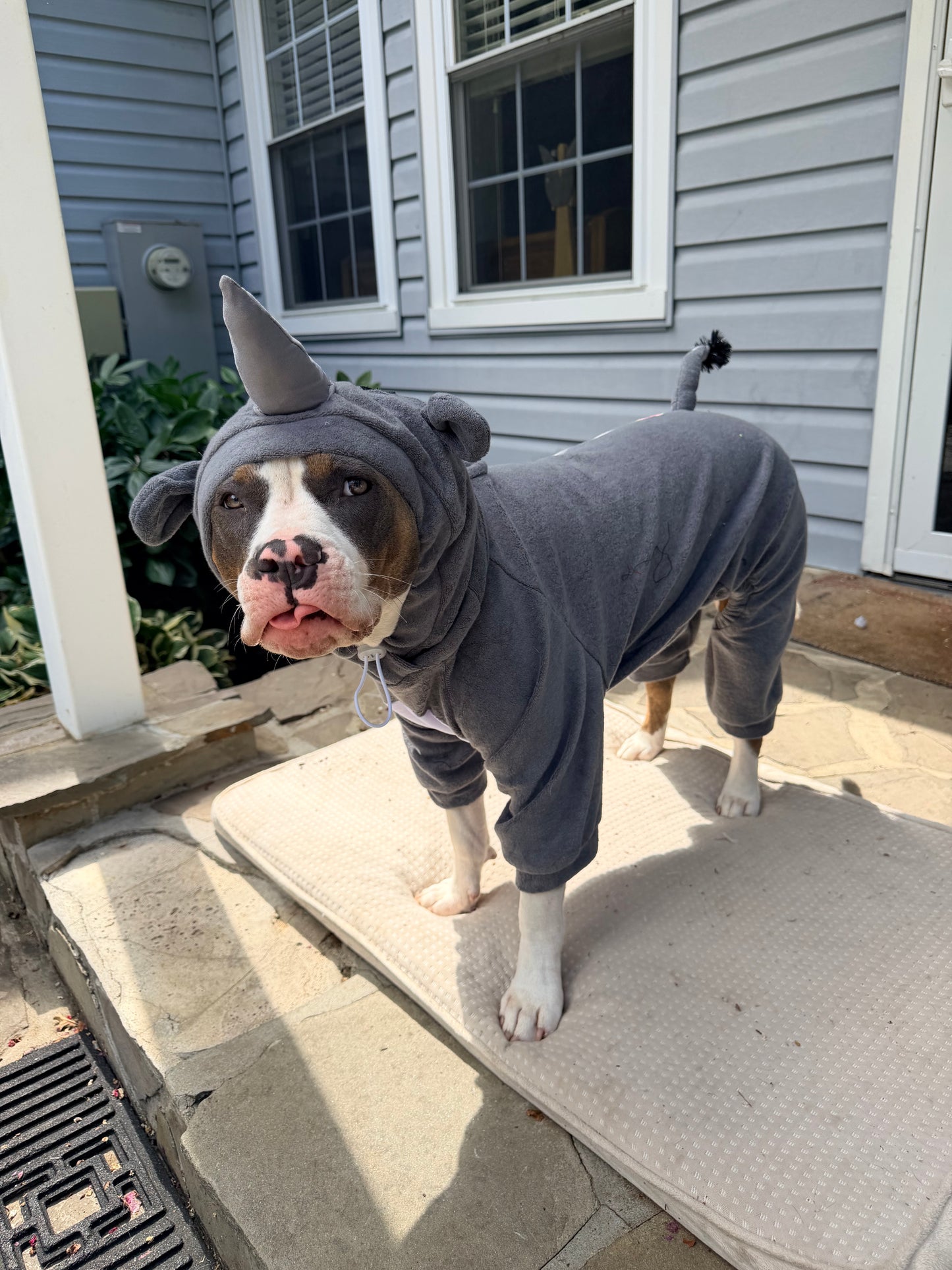 Rhino Dog Costume