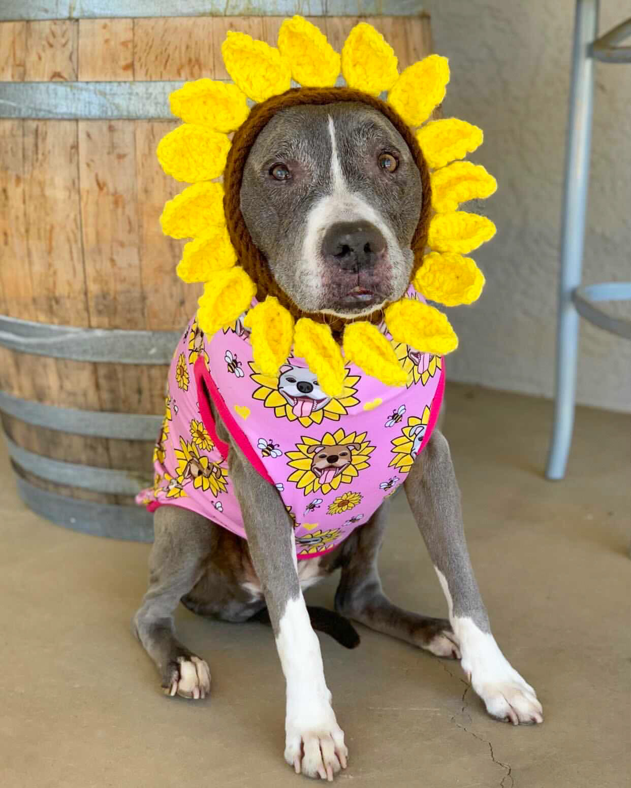 Sunflower Pitties Pink - Dog Pajama with Fuchsia Neck & Trim/Sleeves