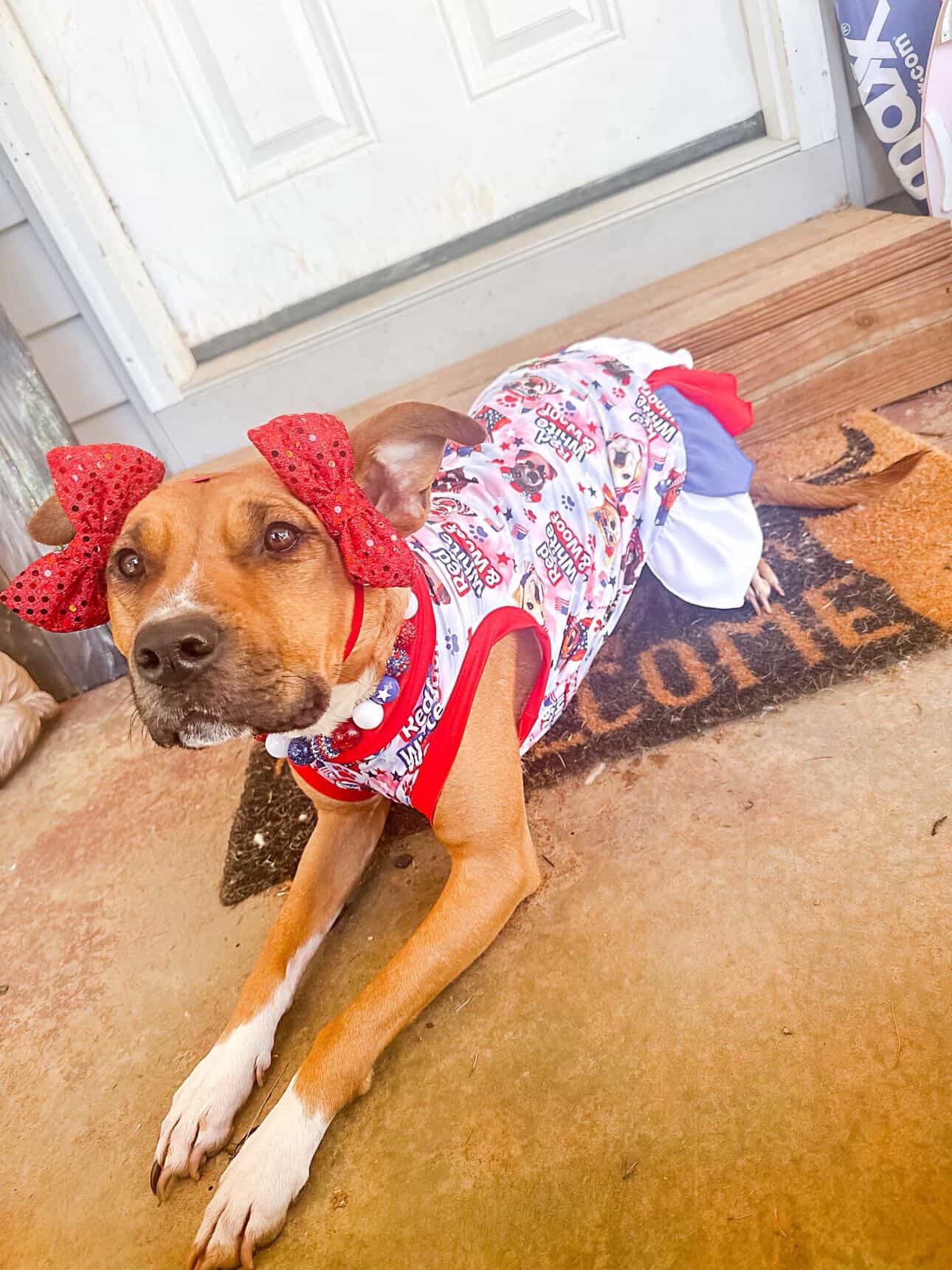 2026 Summer Dog Dress With Petal Skirt (Available in any pattern)