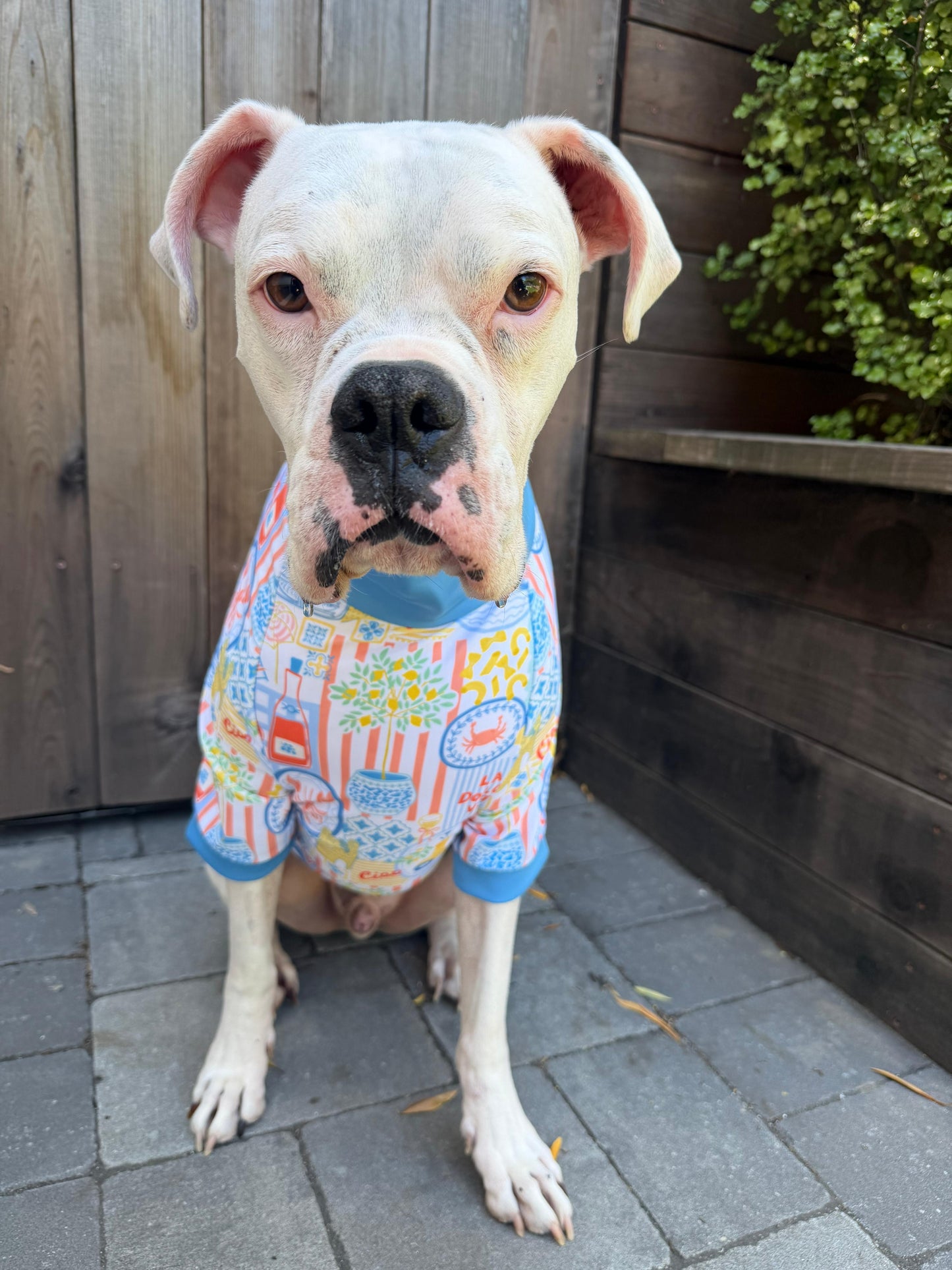La Dolce Vita - Dog Pajama with Blue Neck & Trim/Sleeves