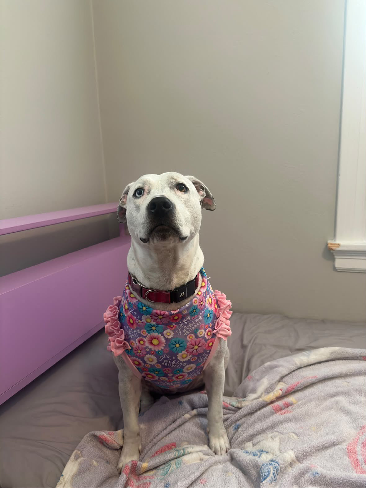Delighted Daisy Dog Shirt/Dress/4-Legged PAWjama (UV50 Fabric)
