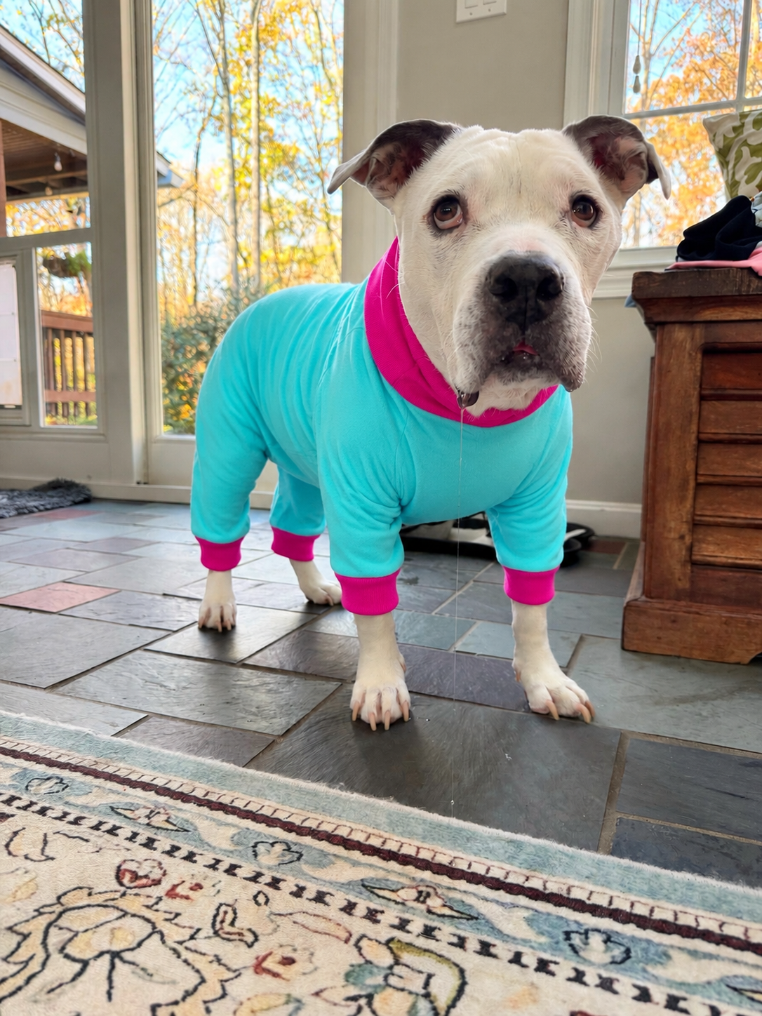 Everyday Solids 4 Legged PAWjamas with Turtle Neck (Available in any pattern)