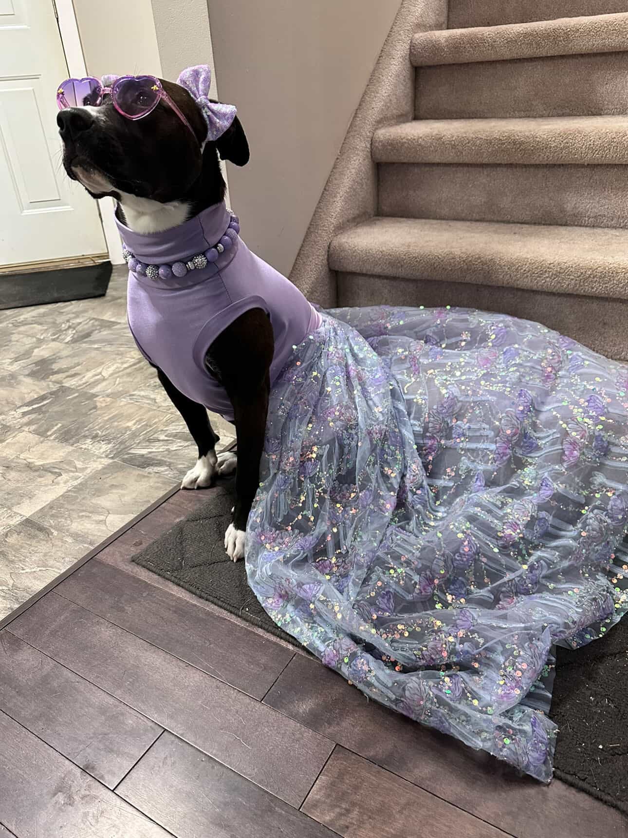 Fancy Dog Train