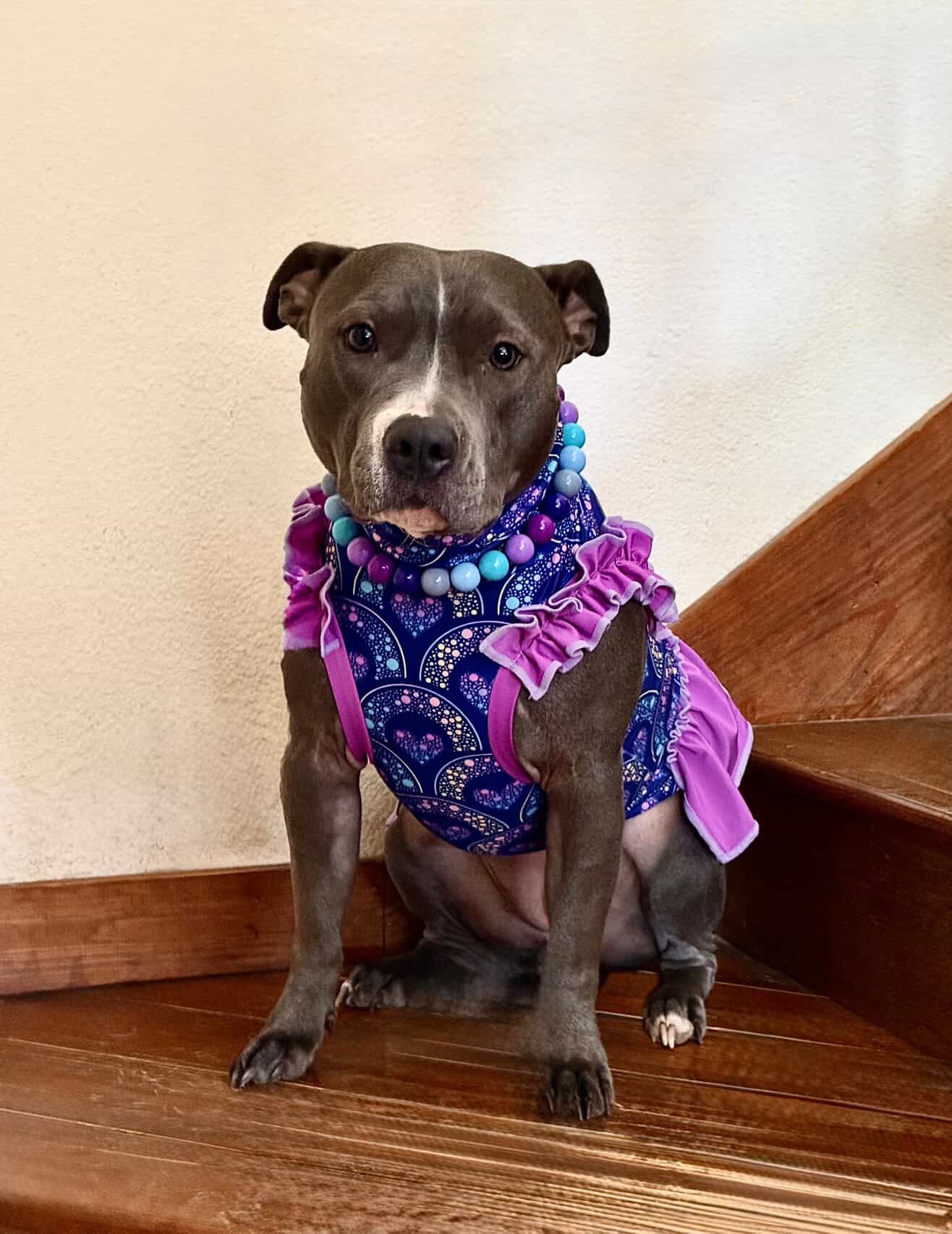 Starlit Hearts Dog Pajama with Fuchsia Neck & Trim/Sleeves