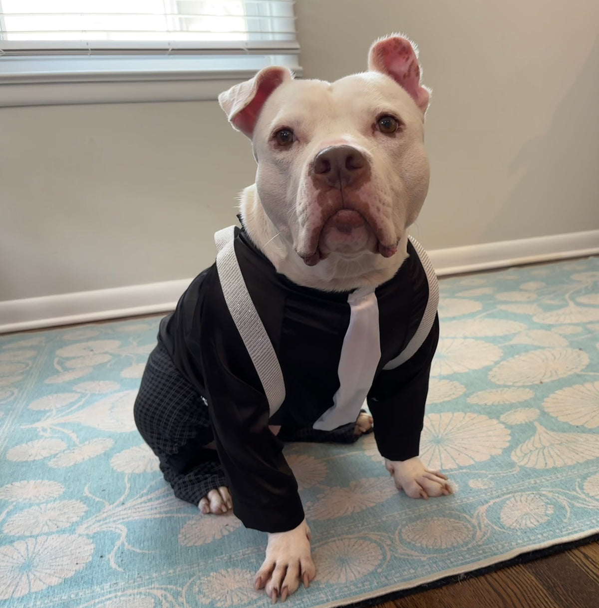 Clyde of the Canine Cartel (or Gatsby’s Gentlepup)