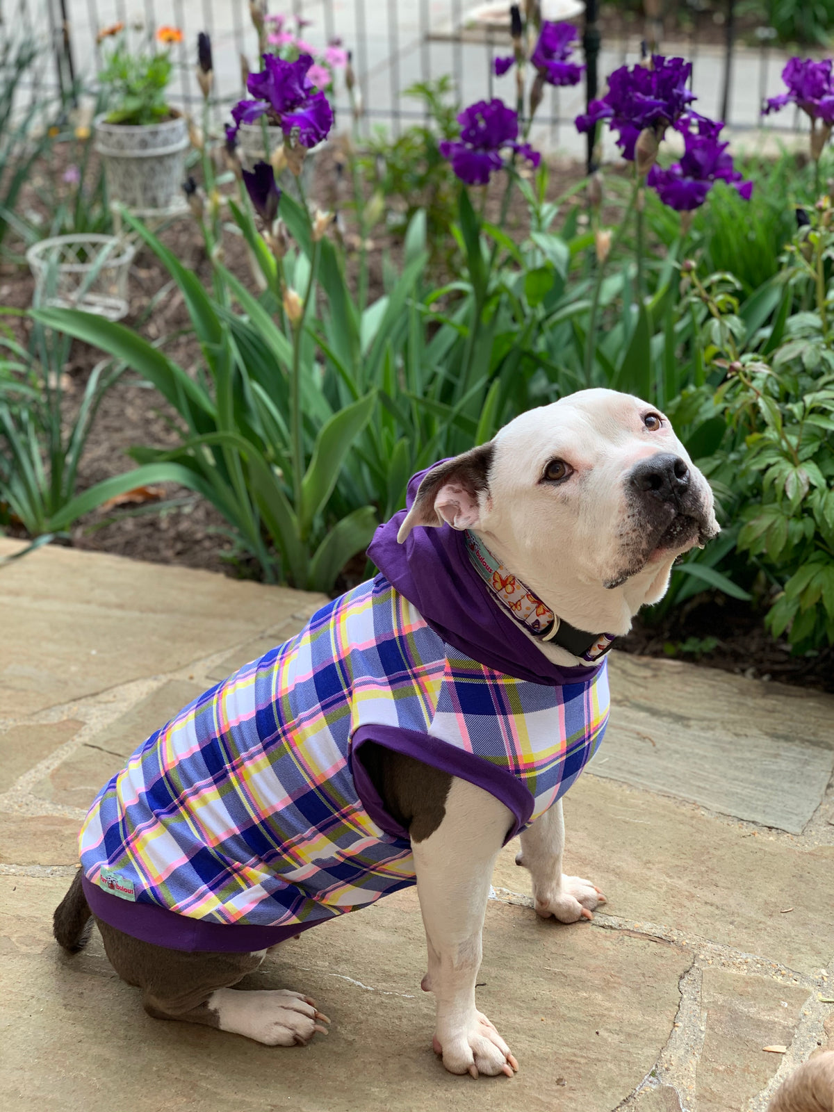 Purple Chic Plaid with Purple Neck & Trim/Sleeves (Classic Fabric)