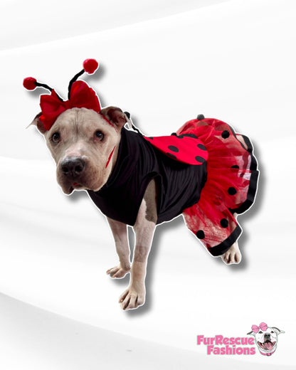 Lucky Lovebug Dog Dress