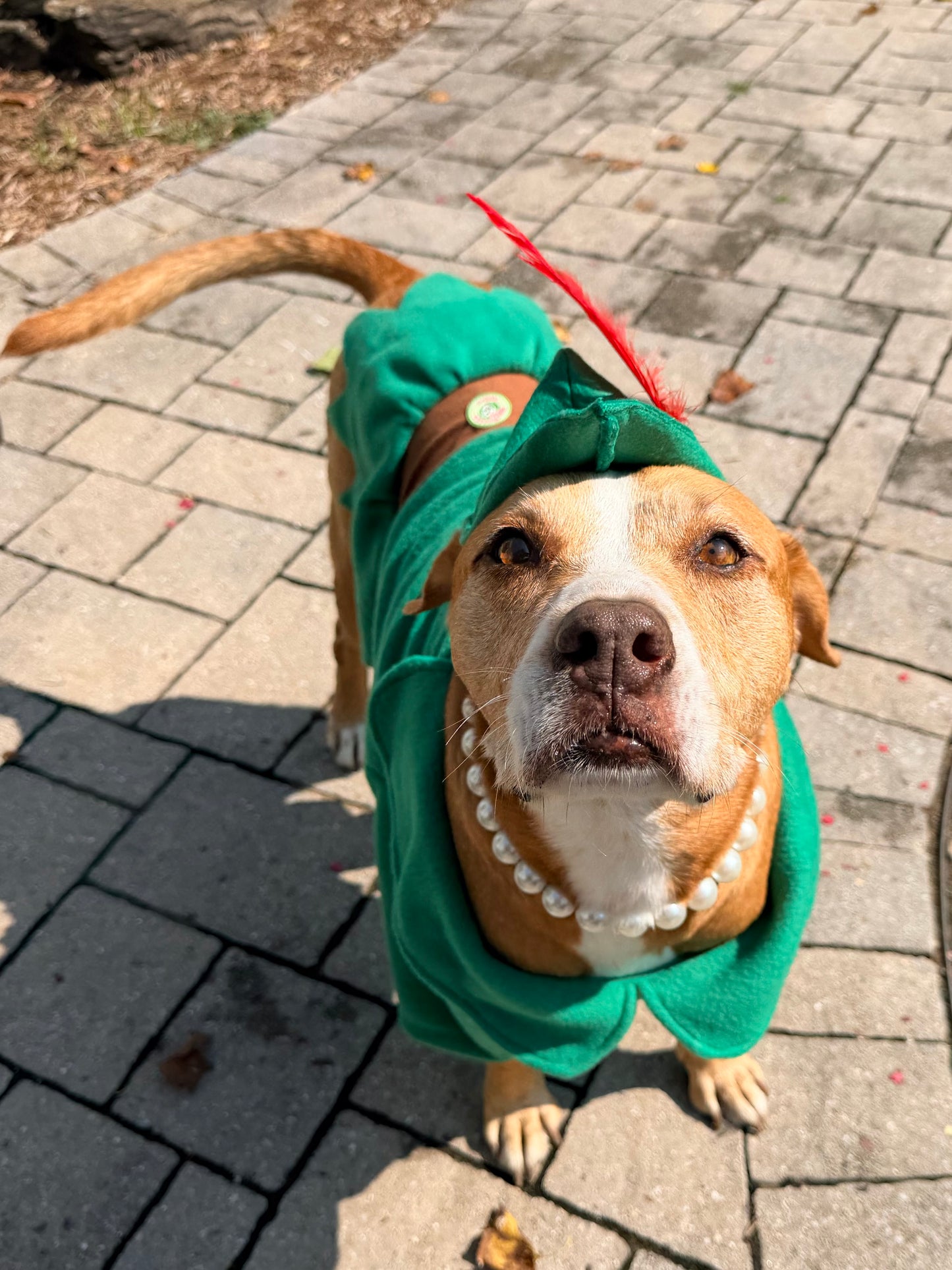 Peter Pan Dog Costume