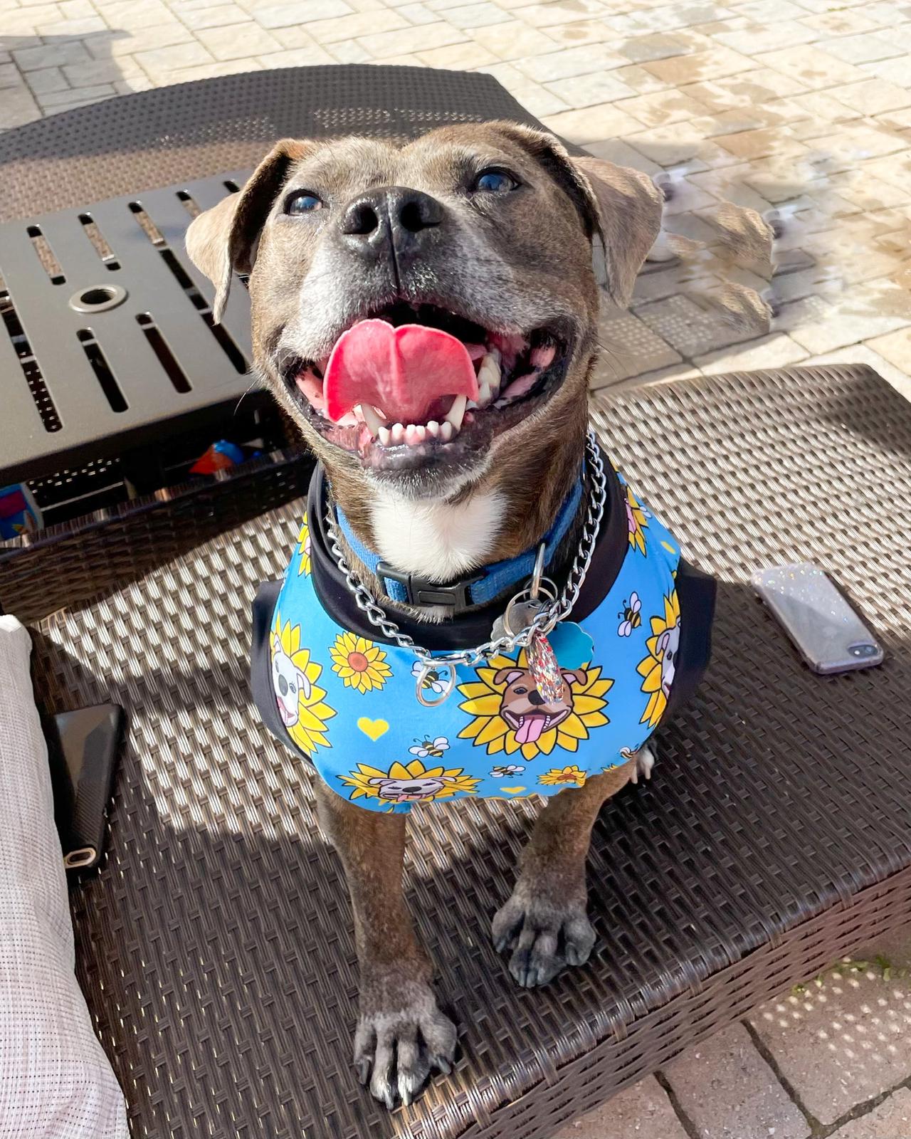 Sunflower Pitties Blue - Dog Pajama with Black Neck & Trim/Sleeves