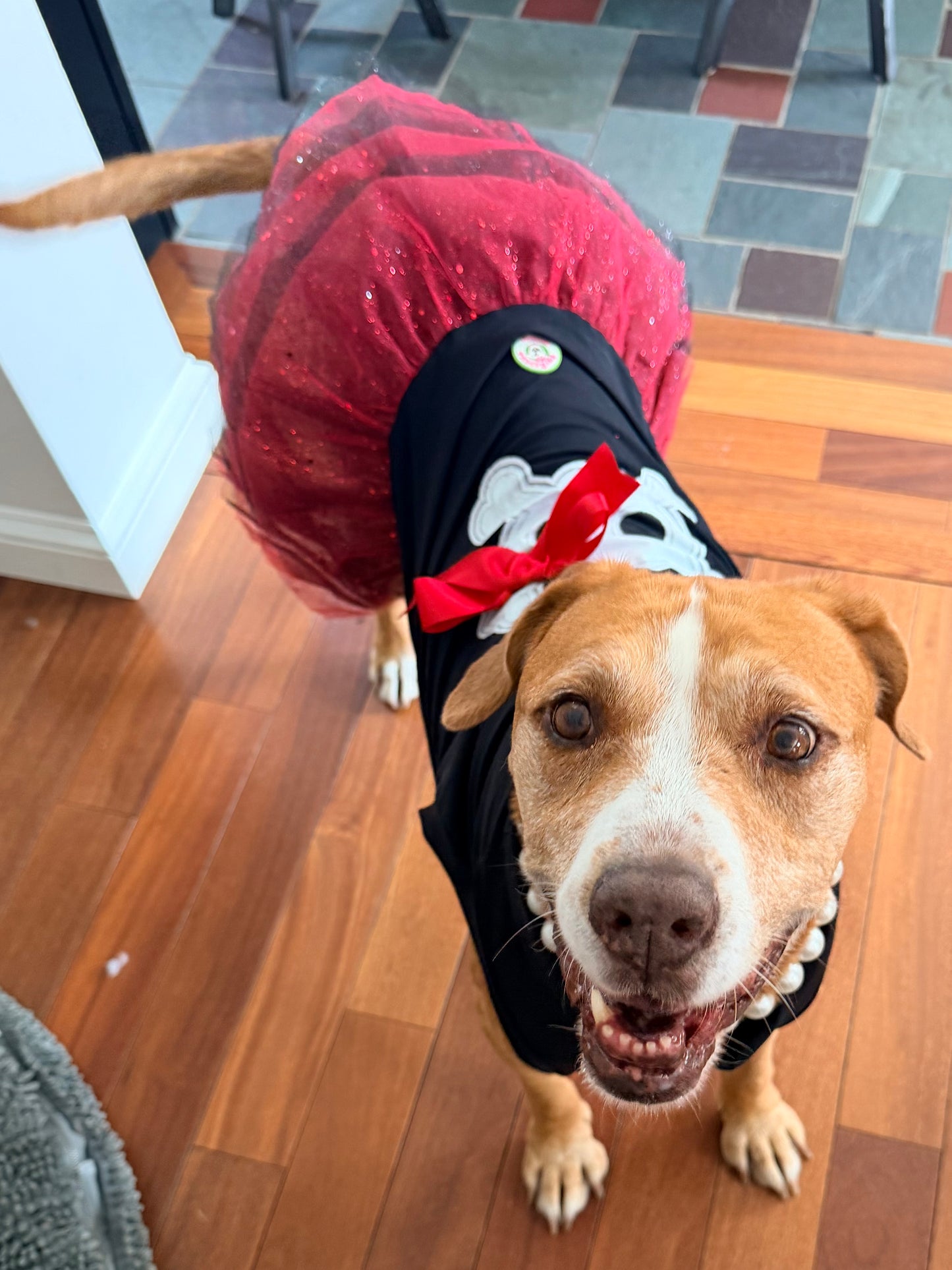 🏴‍☠️ Sassy Pawrate – Pirate Dog Tutu Dress
