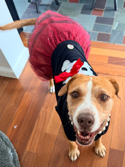 🏴‍☠️ Sassy Pawrate – Pirate Dog Tutu Dress