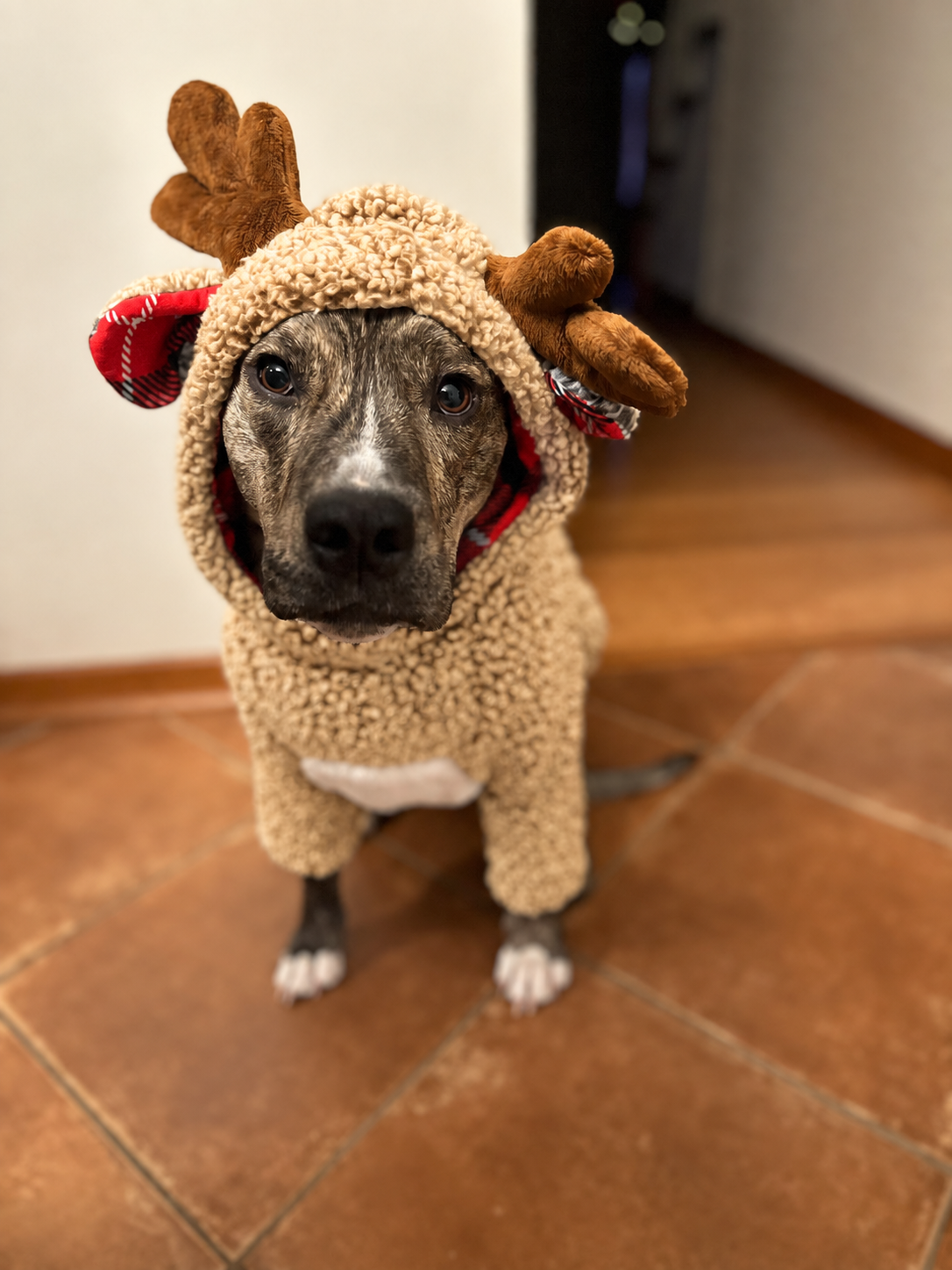 Oh Deer! Cozy Reindeer Sherpa Dog Hoodie