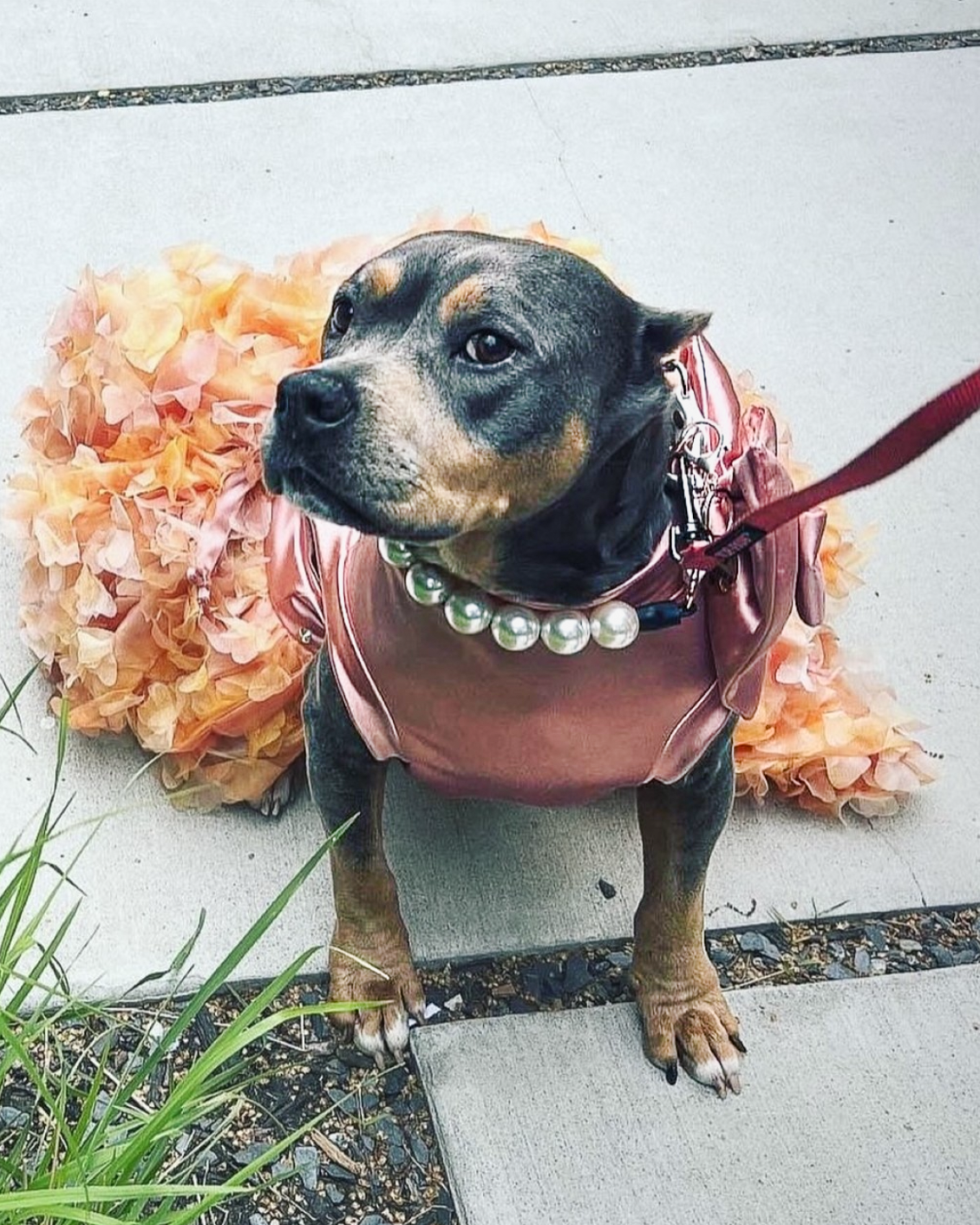 Gala Dog Gowns WITH Attachable Train