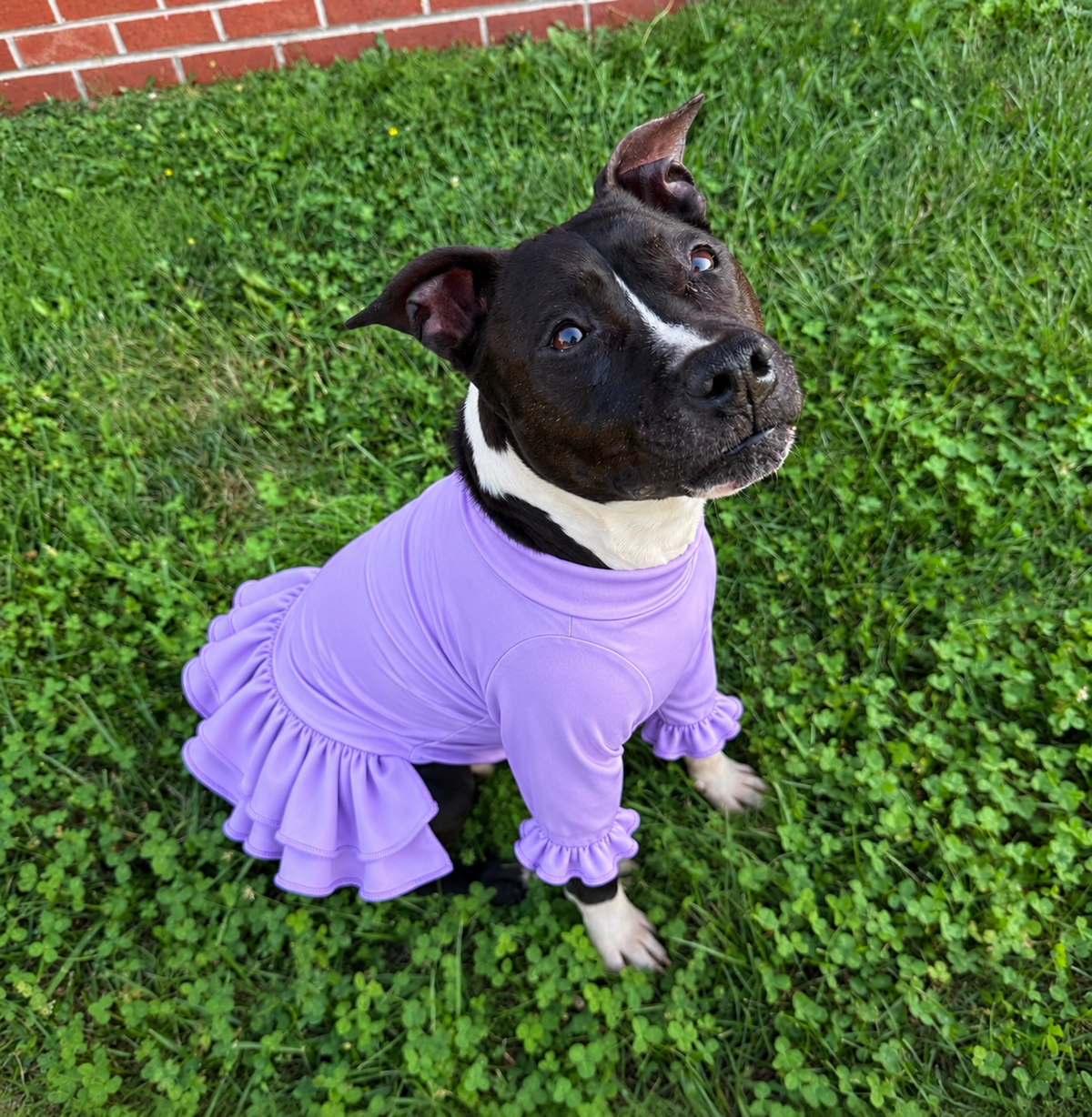 Everyday Solids Dog Dress With Ruffle / With Sleeves or Sleeveless (Available in any pattern)