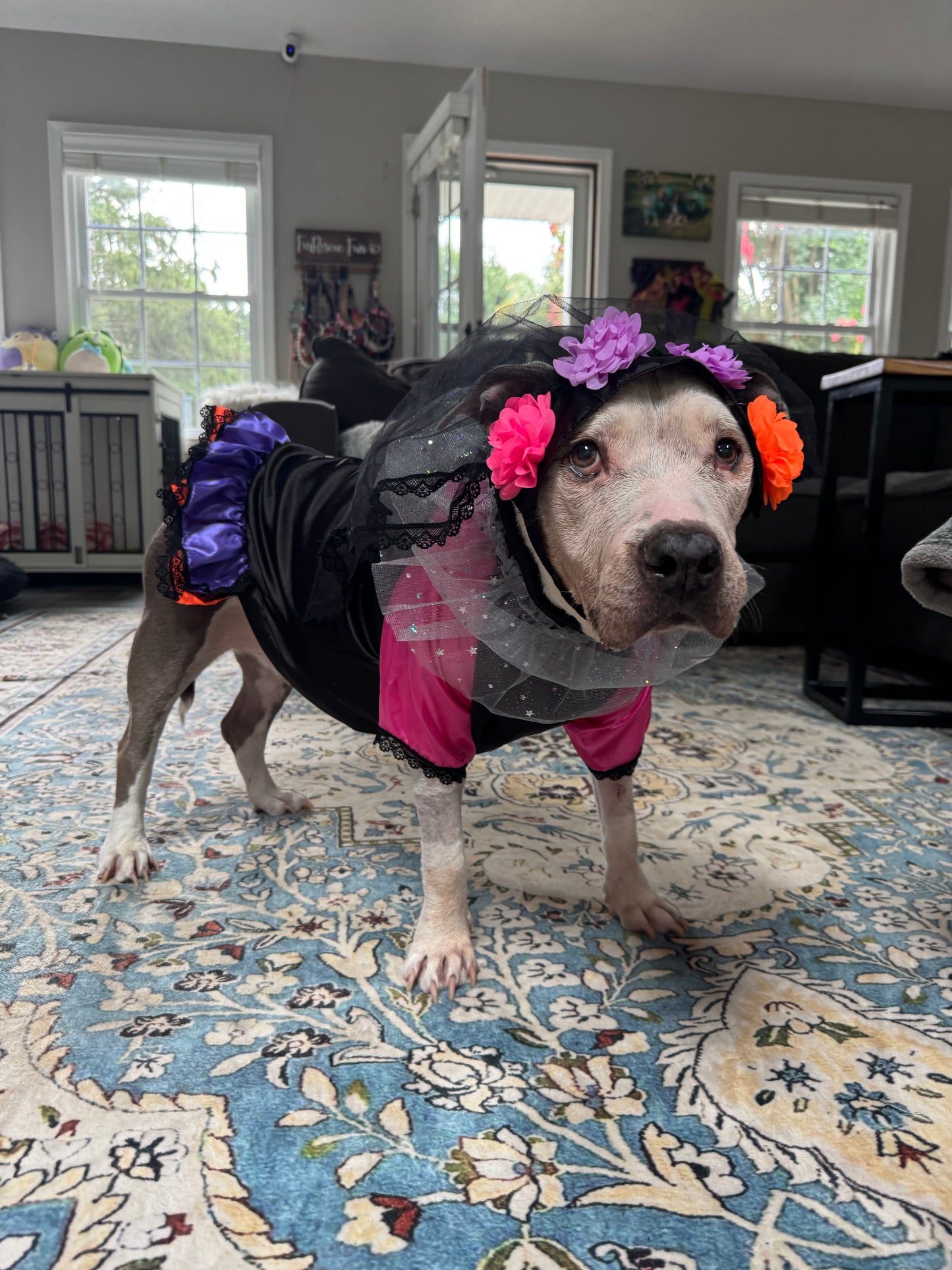 Señorita Catrina Dog Costume