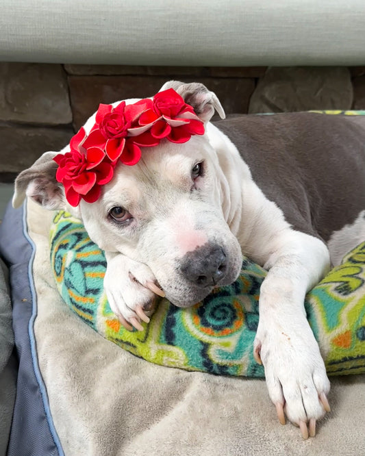 Red Flower Headband