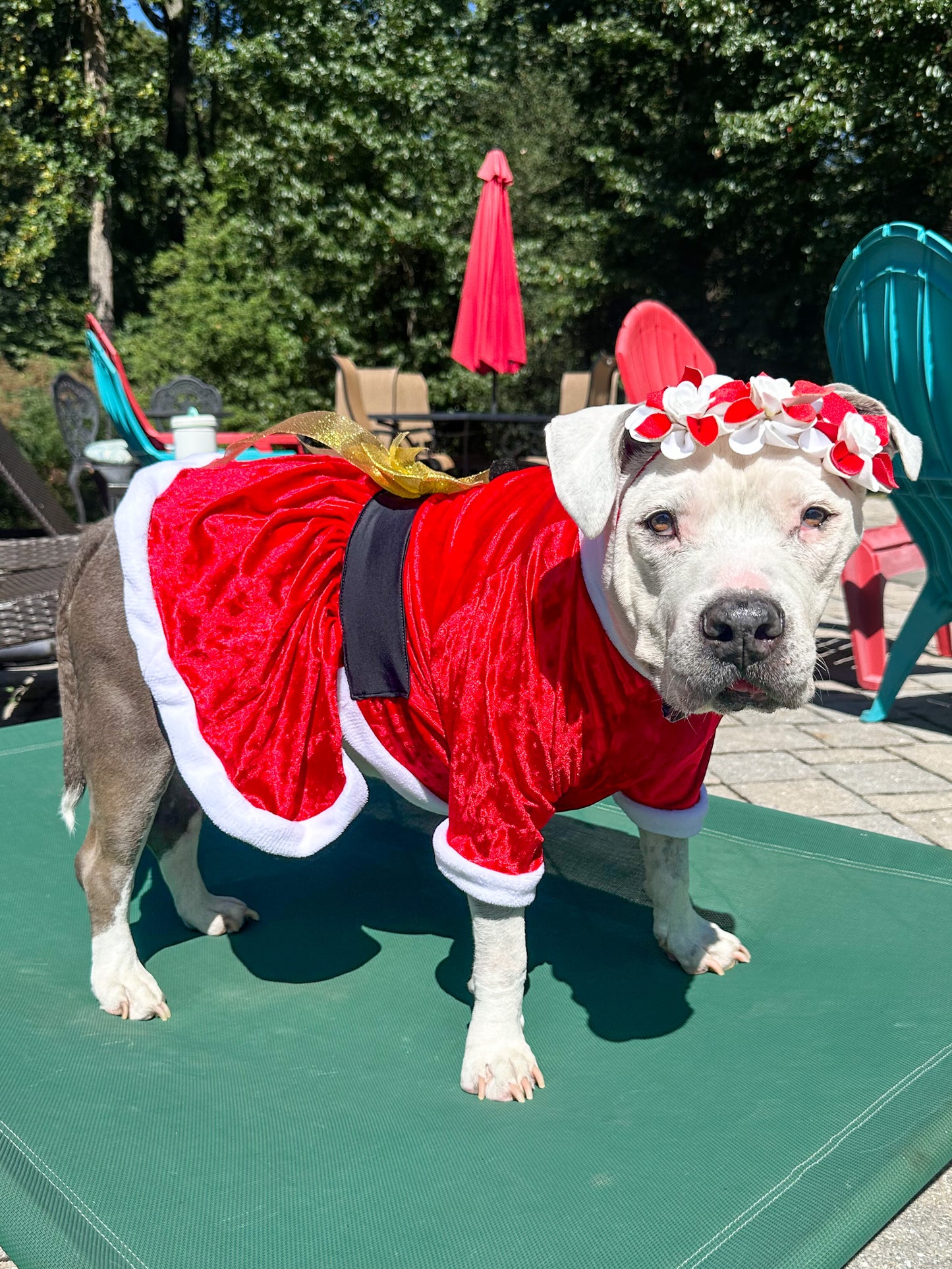 Red Metallic Mrs. Claus Dog Dress