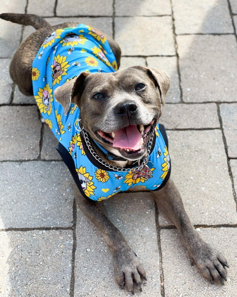 Sunflower Pitties Blue - Dog Pajama with Black Neck & Trim/Sleeves