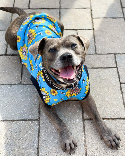 Sunflower Pitties Blue - Dog Pajama with Black Neck & Trim/Sleeves